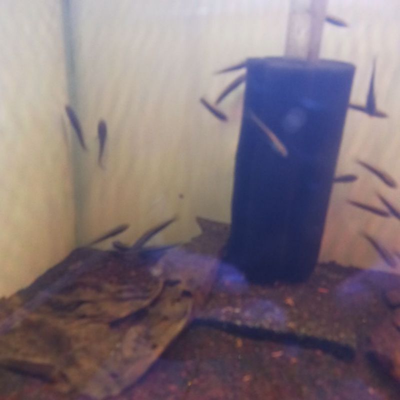 Maru Yellow Sentarum YS 5-6cm Snakehead Gabus Hias Full Pelet Channa