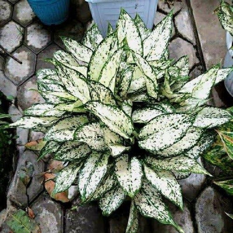 aglonema snow white (dewasa)