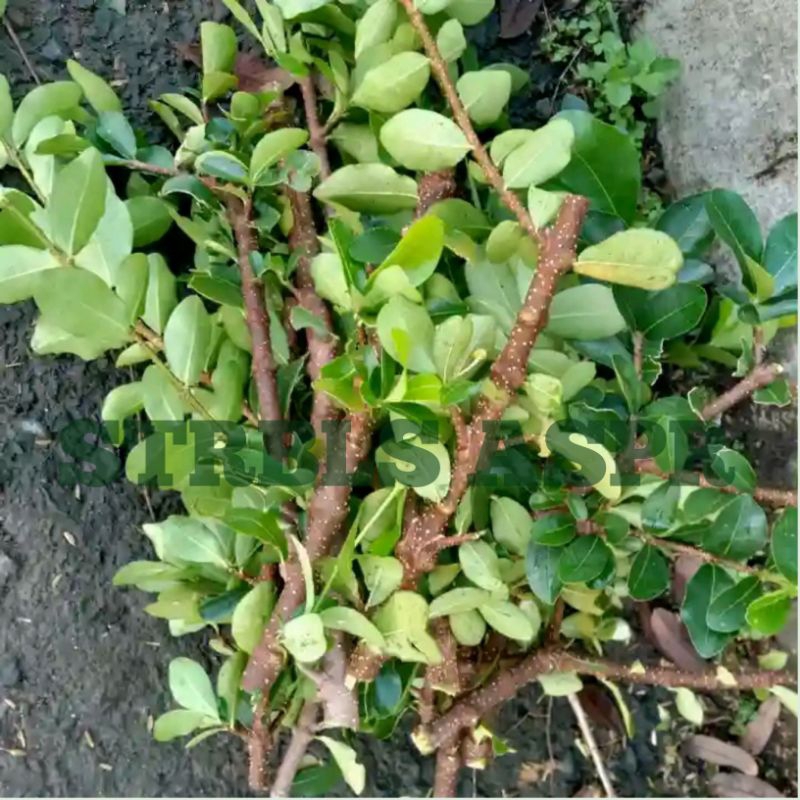 Bahan Stek Batang Sianci Kecut Paket 10 Batang_fres cutting