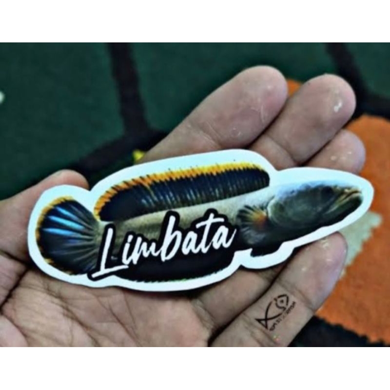 stiker channa limbata