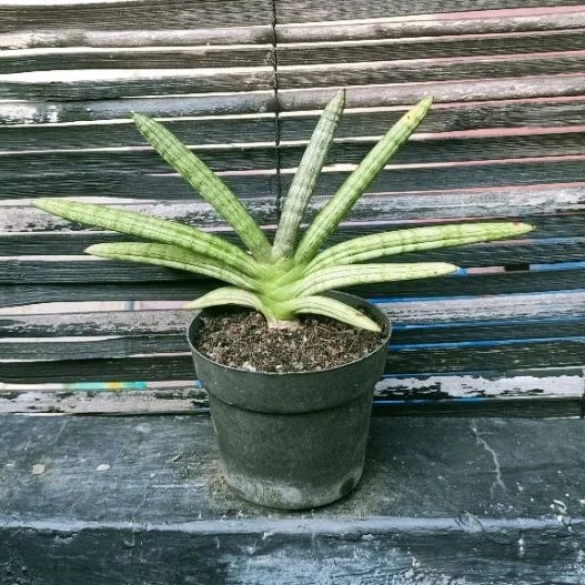 Sansevieria Boncel Platinum Cross Thailand