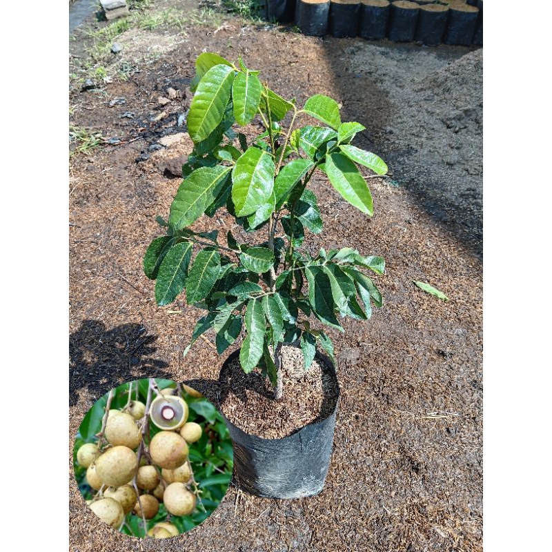 Bibit Tanaman Buah Kelengkeng Matalada | Bibit Kelengkeng Matalada