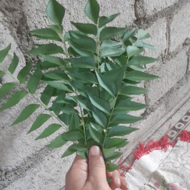 

daun kare segar