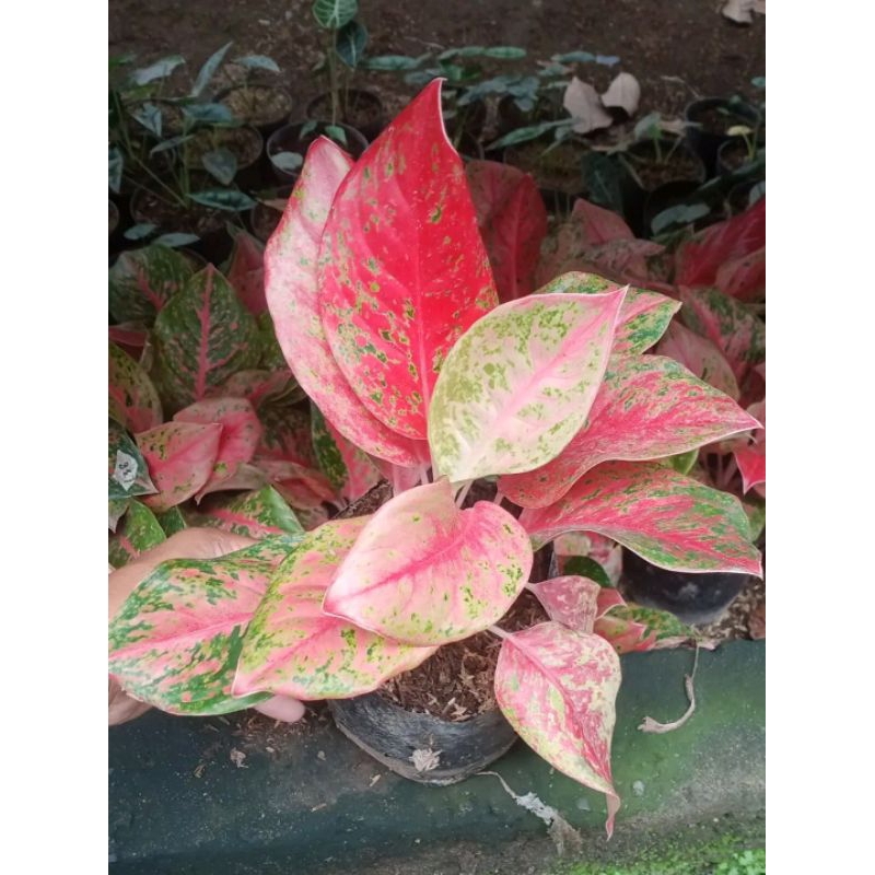 agalonema red twister (besar siap induk)
