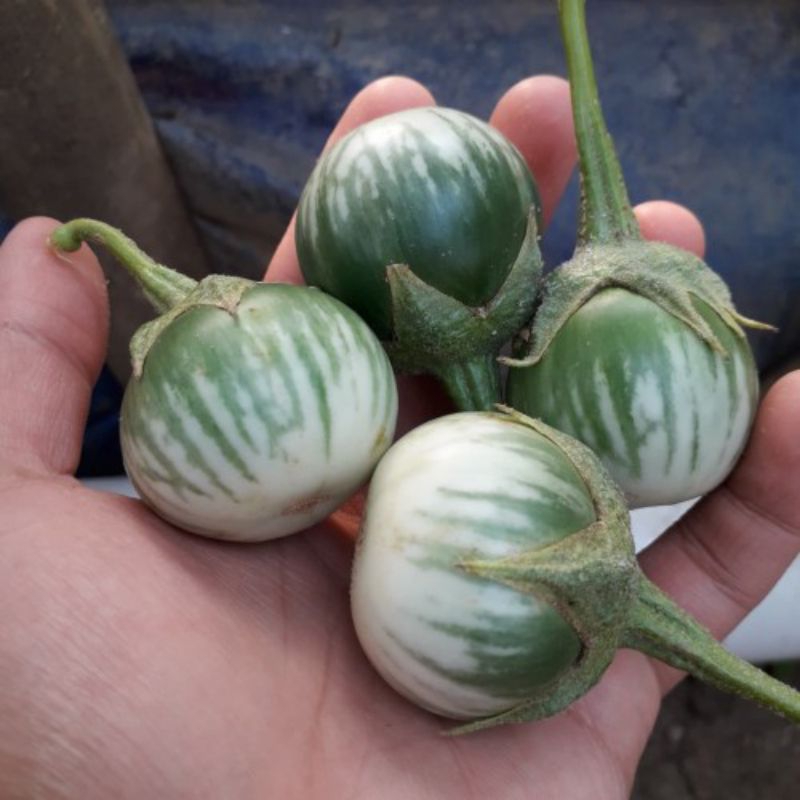 

terong bulat hijau/terong lalap segar