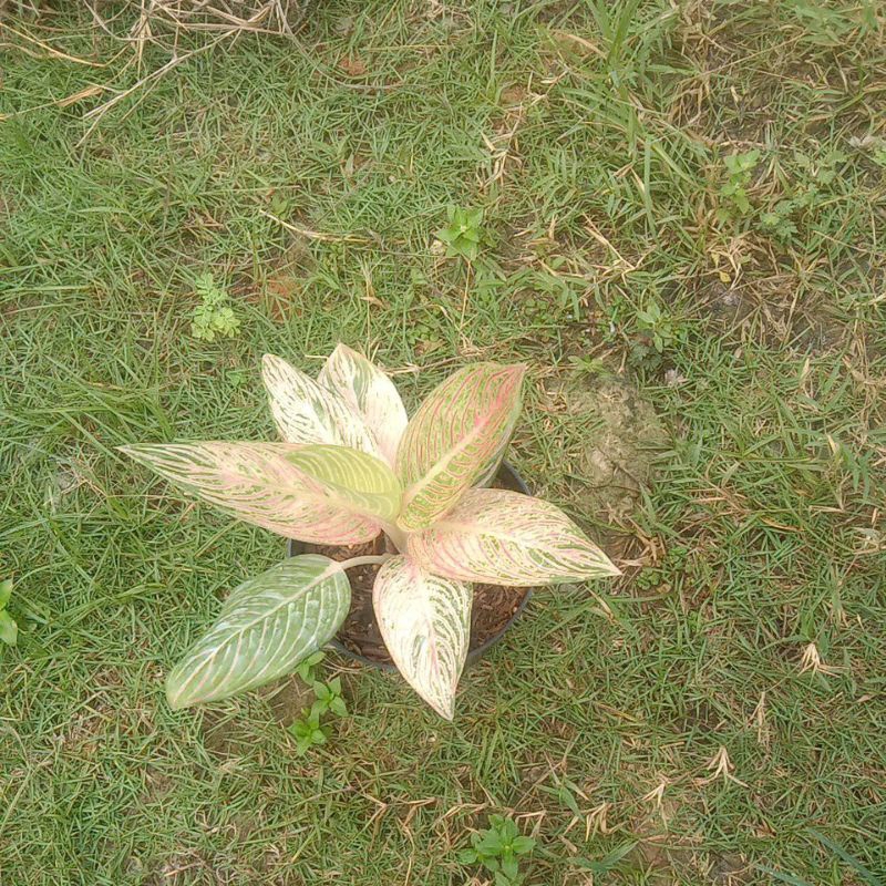 aglonema golden hope