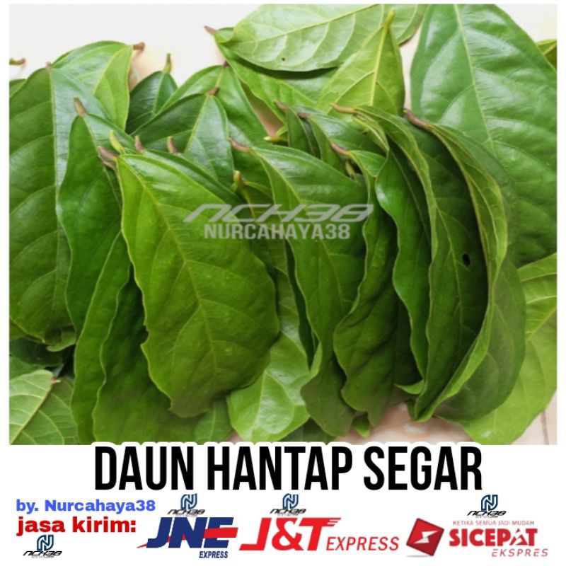 

daun hantap segar | Daun hantap segar 50 lembar best kualitas