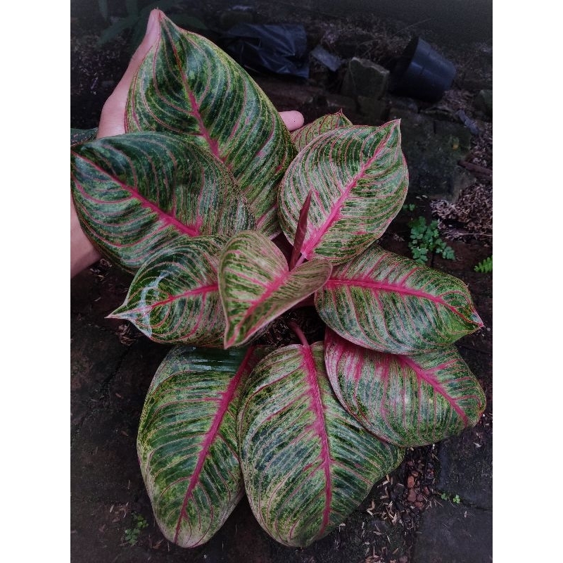 Aglonema hugges merah tanian lokal