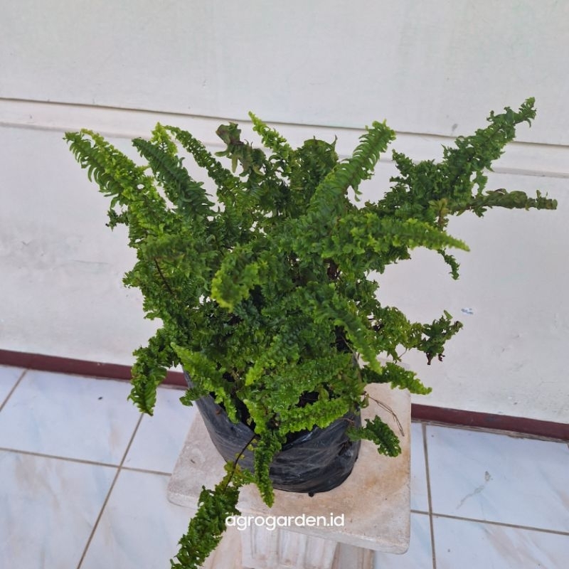 Tanaman Hias Suplir Kribo Kondisi rimbun - Pakis kribo - suplir  RIMBUN