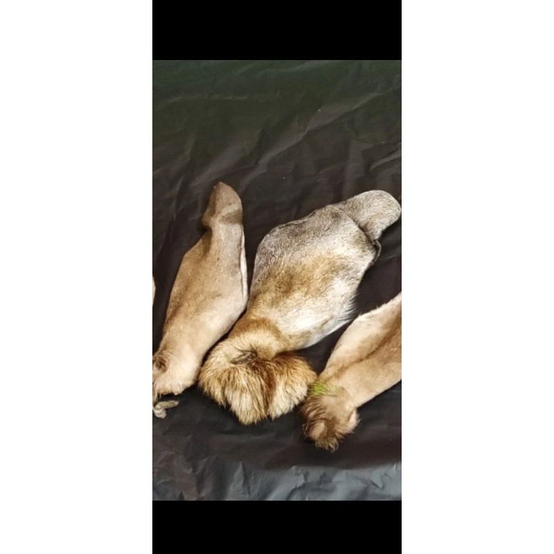 

Telinga kambing 500 gram