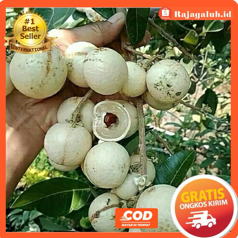 Bibit Kelengkeng Aroma Durian Kondisi Berbunga