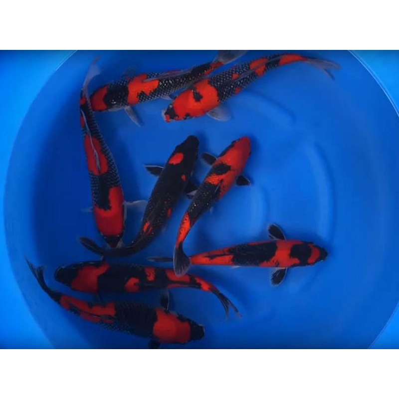 

PAKET 6 EKOR KOI HI UTSURI BERKUALITAS