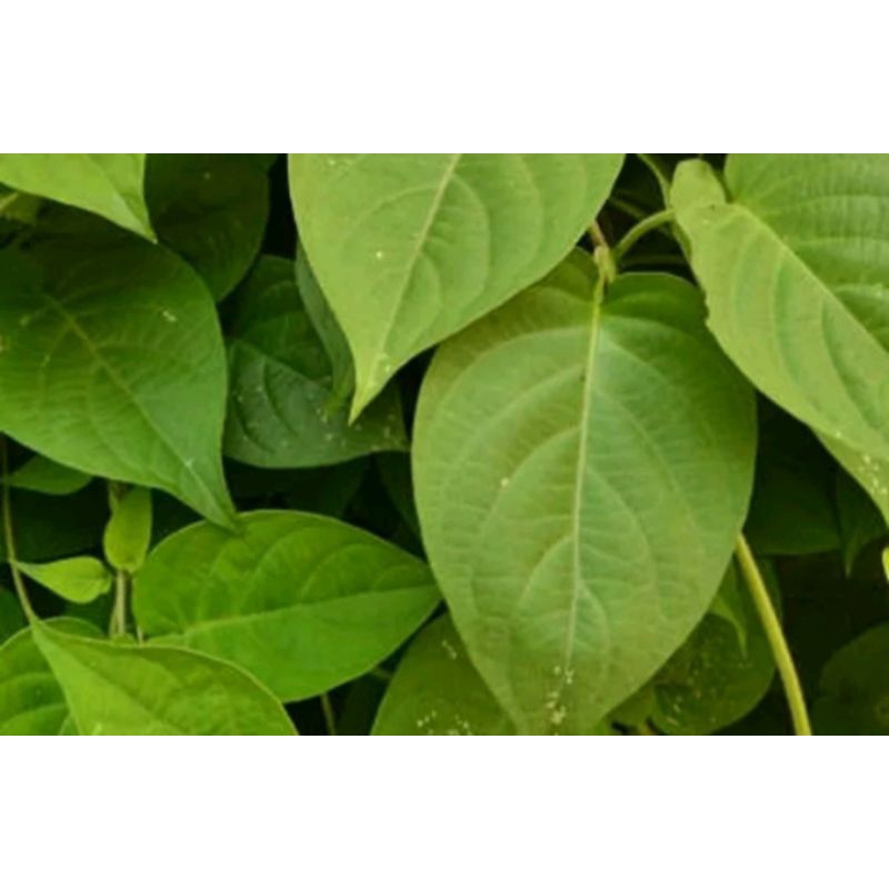 

daun simbukan/kentut(daun saja) 100 lembar.
