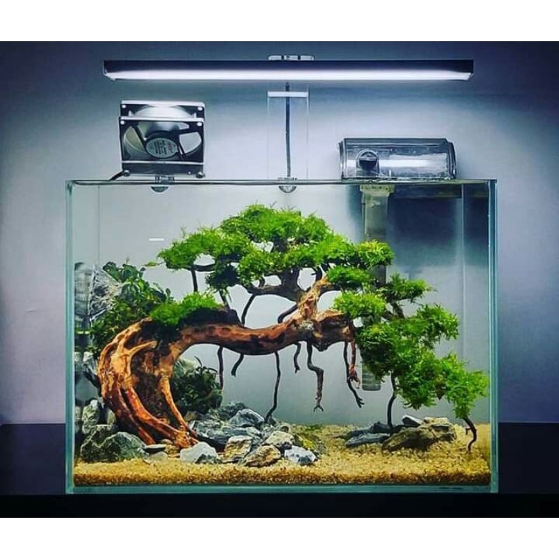 BONSAI AQUARIUM AQUASCAPE HIASAN AQUARIUM AQUASCAPE BONSAI DF AQUARIUM AQUASCAPE