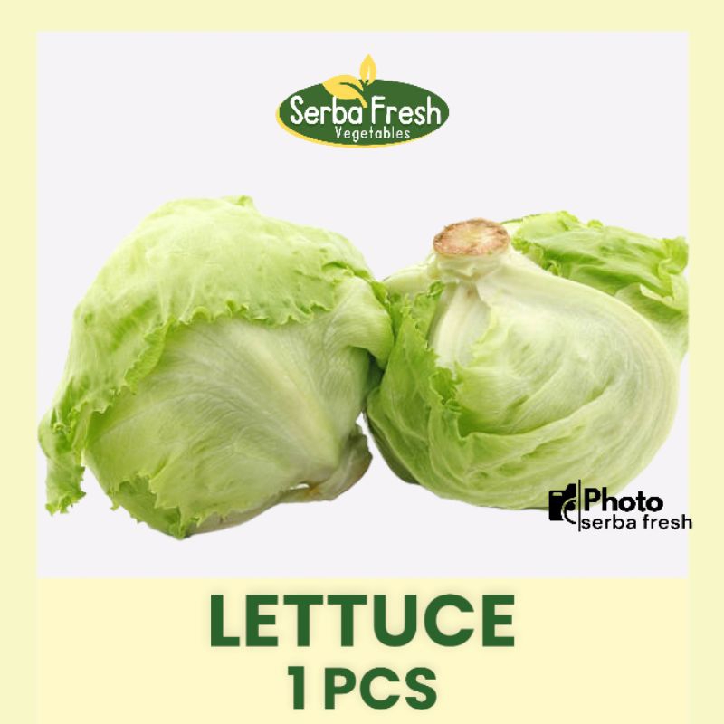 

LETTUCE | 600GR | SERBA FRESH | SALAD | HEAD LETTUCE