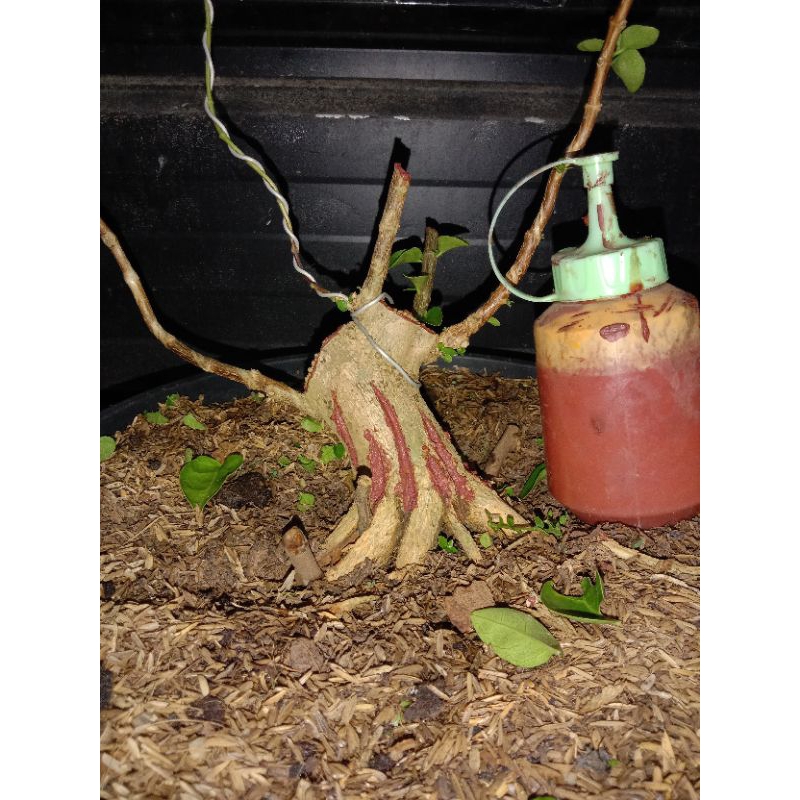 sancang bogel mame/small program akar