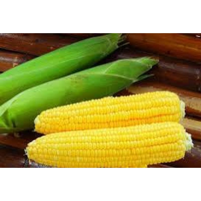 

jagung (tersedia paketan)