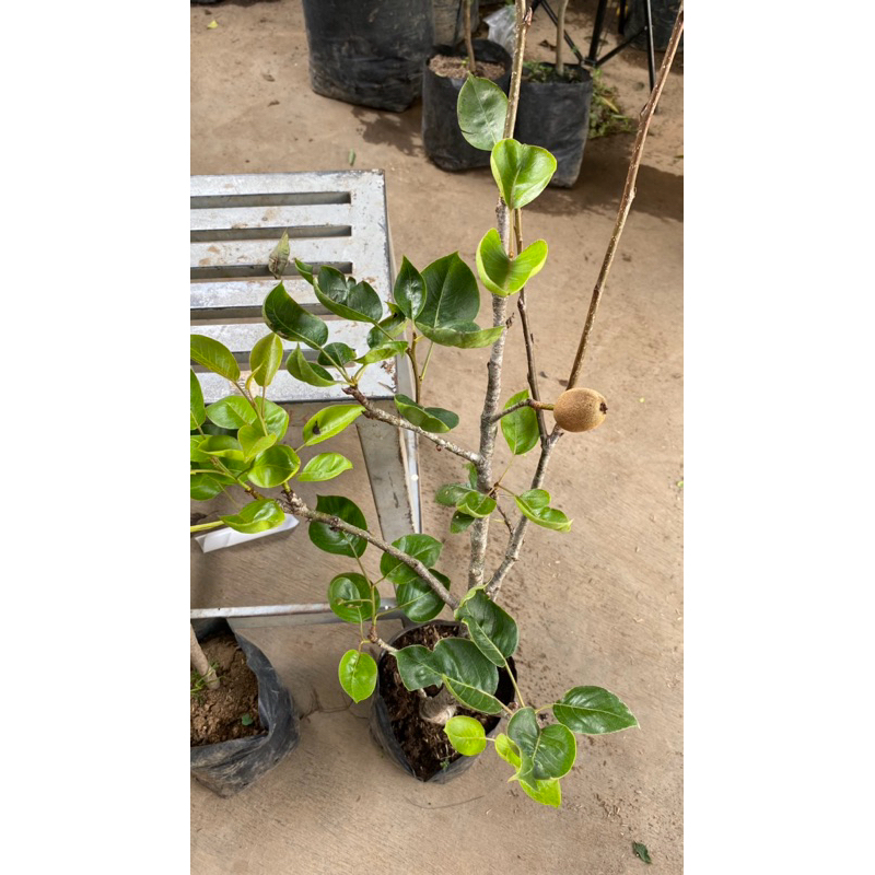 Bibit Pir Berbuah/Berbunga