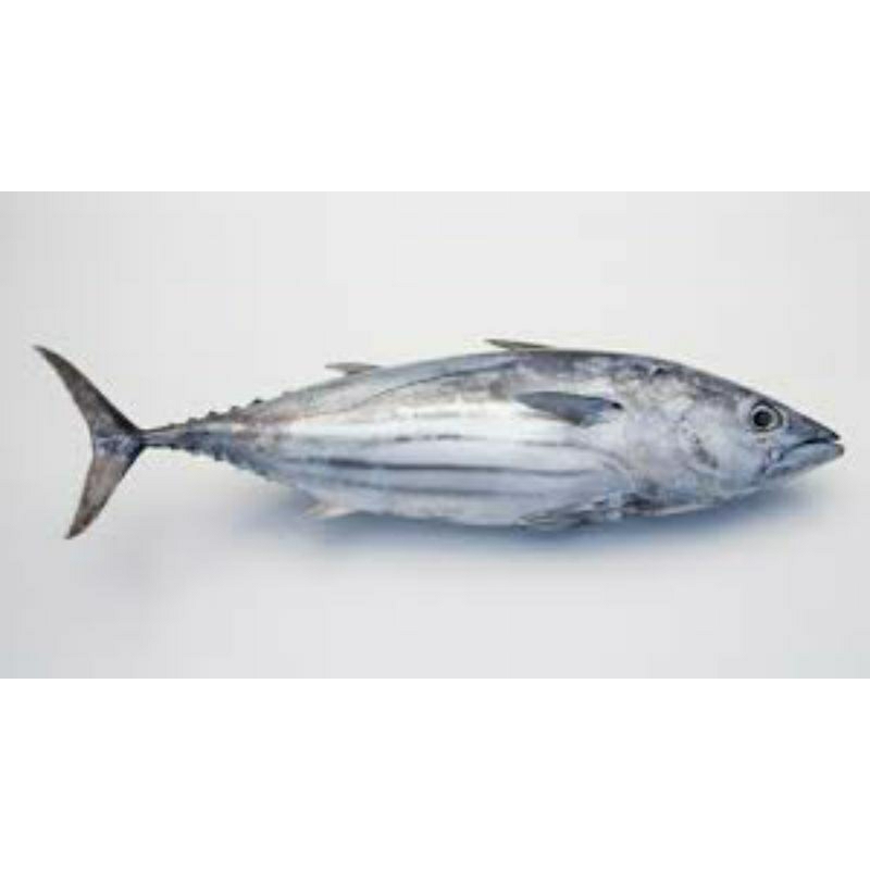 

Ikan Cakalang
