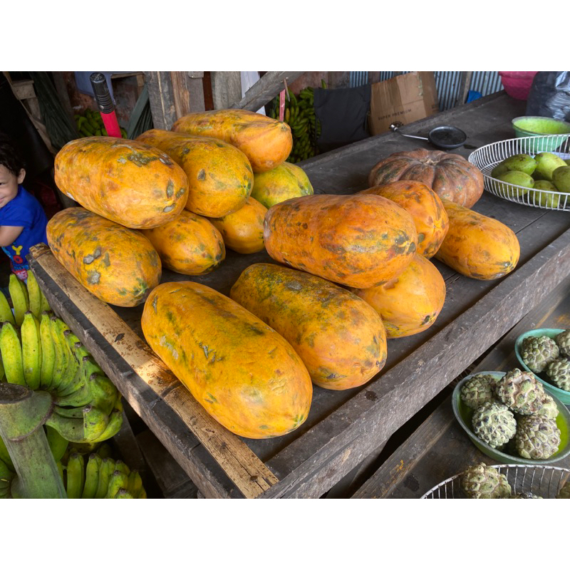 

Pepaya California Makassar