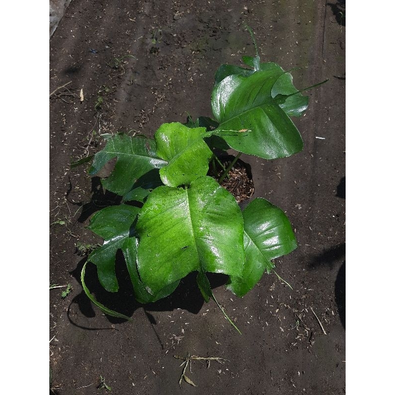 skeleton key [ tanaman hias hidup ]