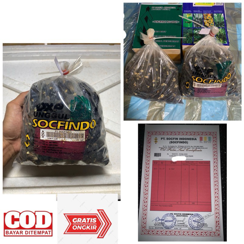 bibit sawit Socfindo 250 butir (bersertifikat)