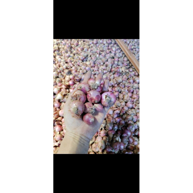 

Bawang merah 1kg (super dan tanggung)