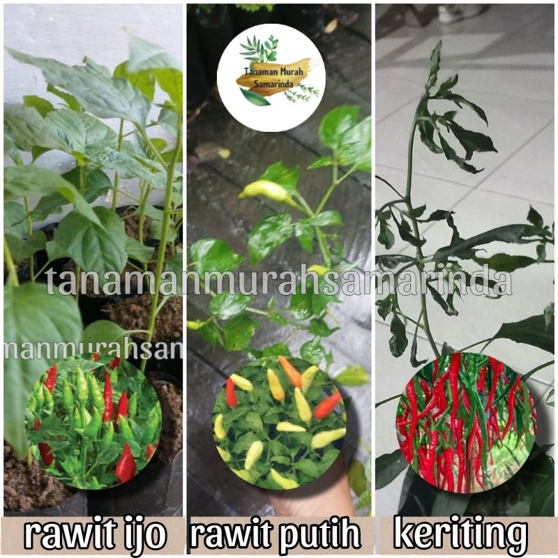 

TMS~ Bibit Cabai rumahan lombok keriting cabe ijo cabai putih cabai keriting rawit ijo rawit putih cabe sambal cabai lalap lombok keriting siap tanam