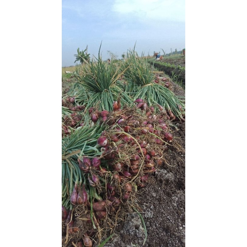 

Bawang Merah Brebes