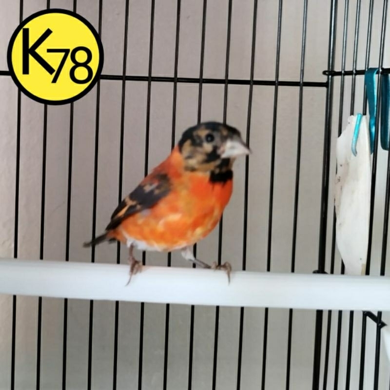 BURUNG RED SISKIN KLASIK REMAJA