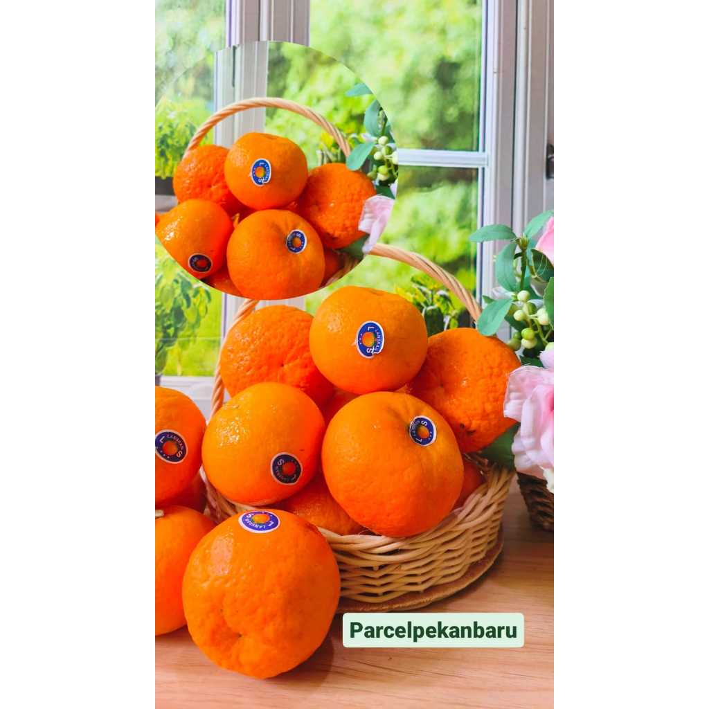 

Jeruk wokam|jeruk import wogan / wokam