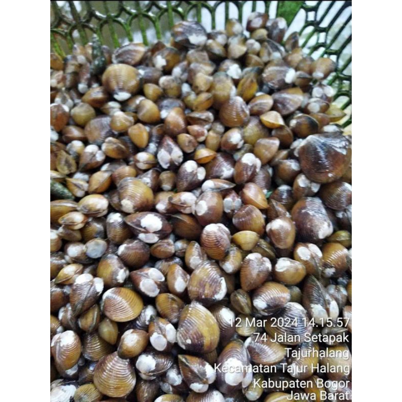 

remis laya pensi hidup/kerang remis obat liver