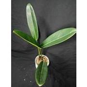 Tanaman Hias Philodendron Callosum / Calosum / colosum