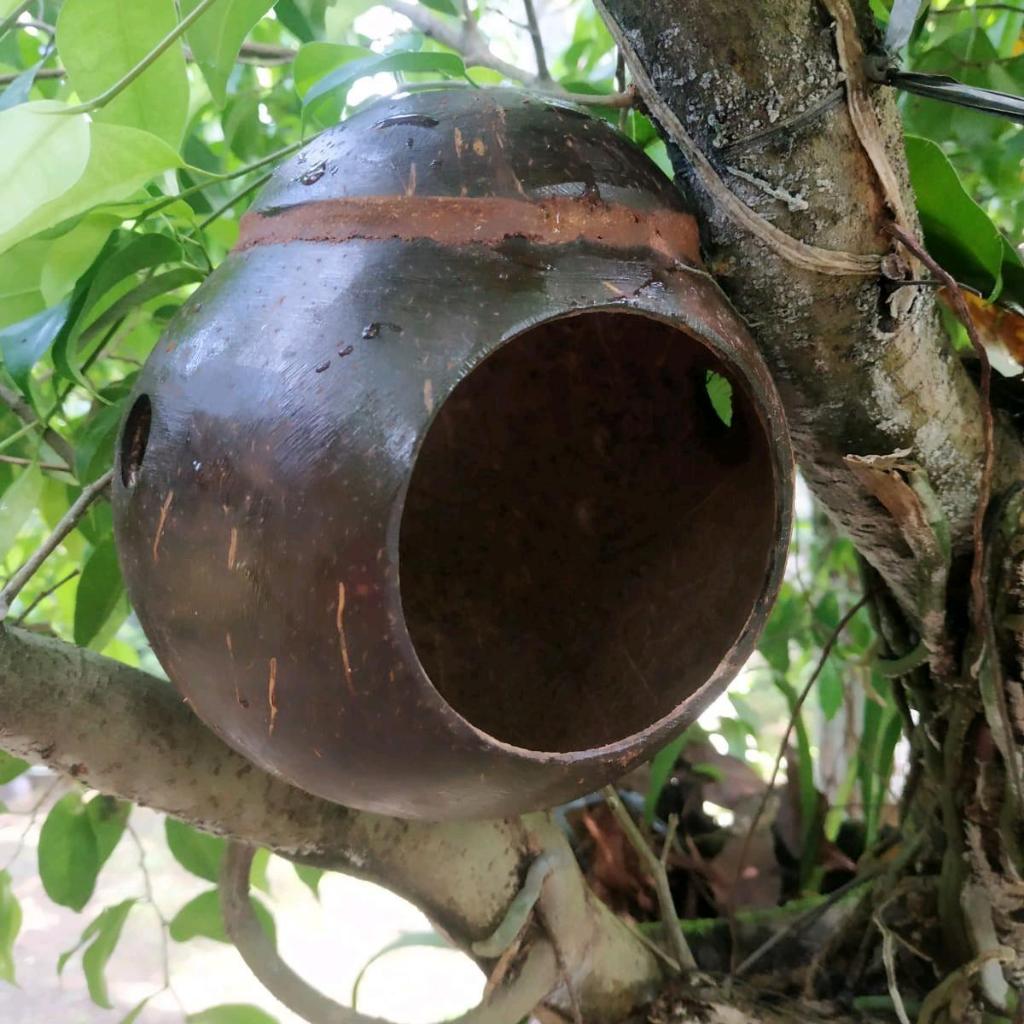 GLODOK BURUNG MURAI LOVE BIRD KENARI SARANG TELUR BATOK KELAPA