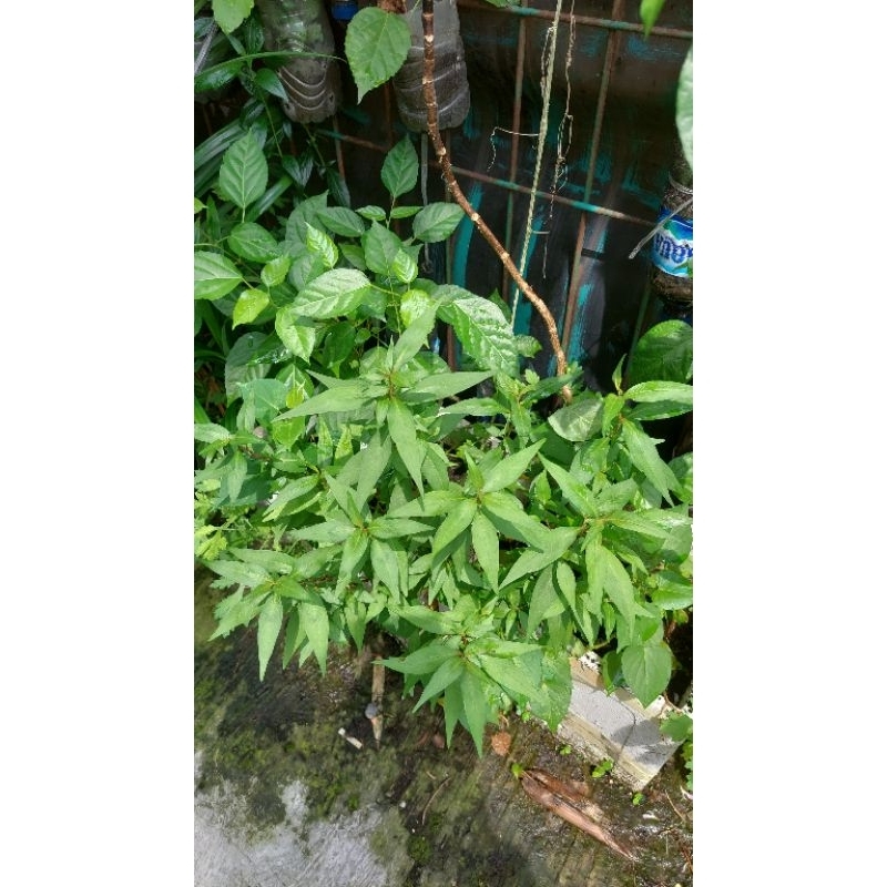 

Daun Kesum / Daun Kari / Daun bumbu masakan per 10 batang