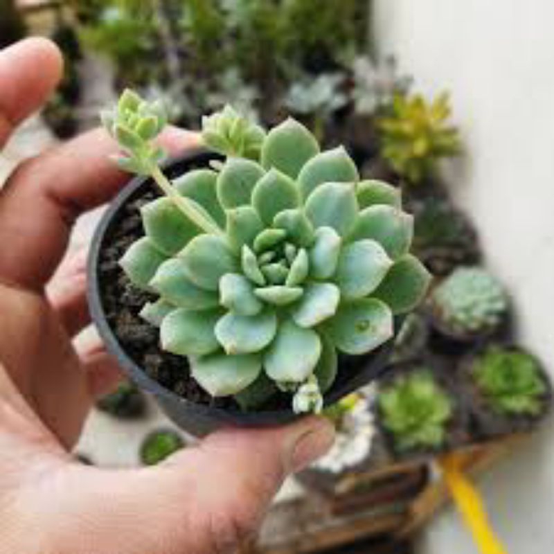 Sukulen Echeveria