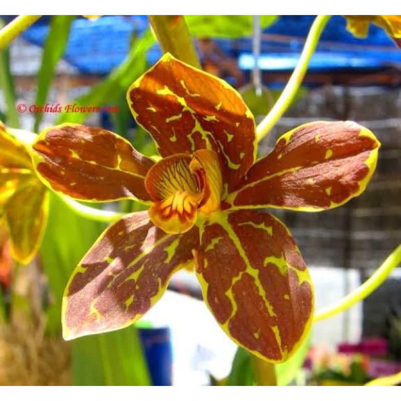 Anggrek Grammatophyllum Tiger Paw | Gramma Siap Bunga | Anggrek Bunga Rimbun