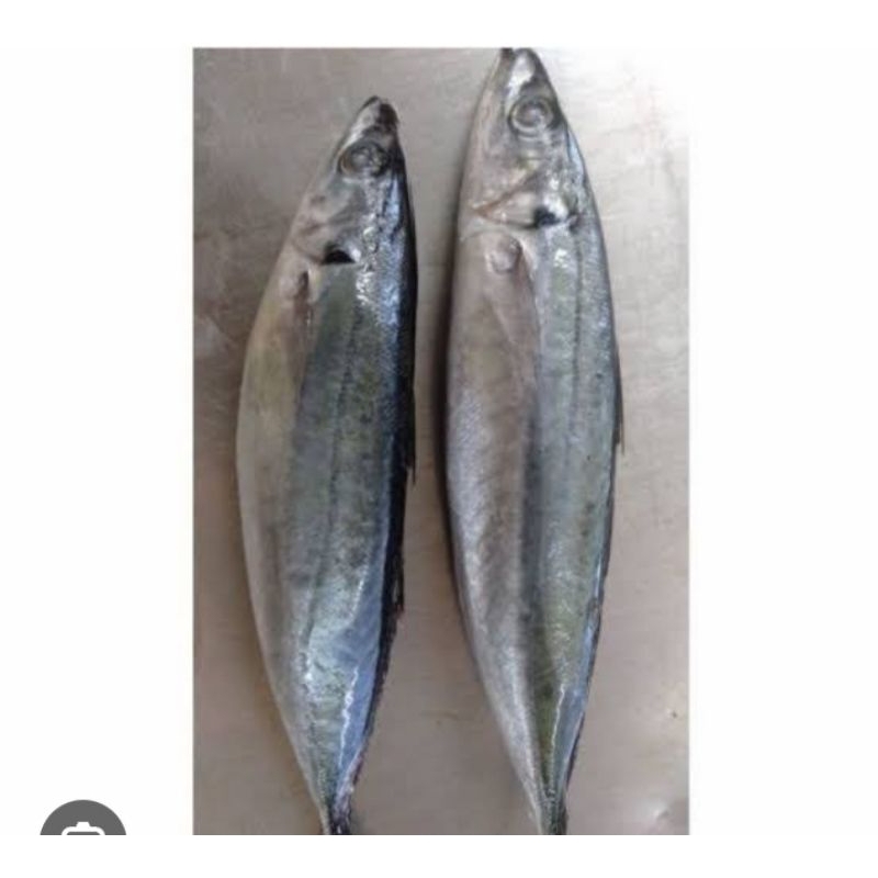 

ikan Salem segar