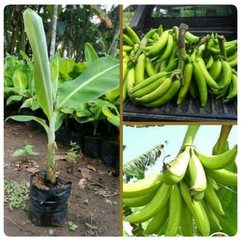 BIBIT PISANG TANDUK / BIBIT PISANG RAJA TANDUK / BIBIT PISANG UNGGUL