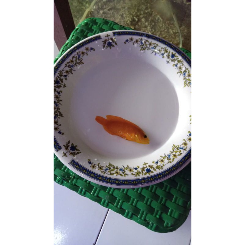 phanter kuning (ikan hias laut)