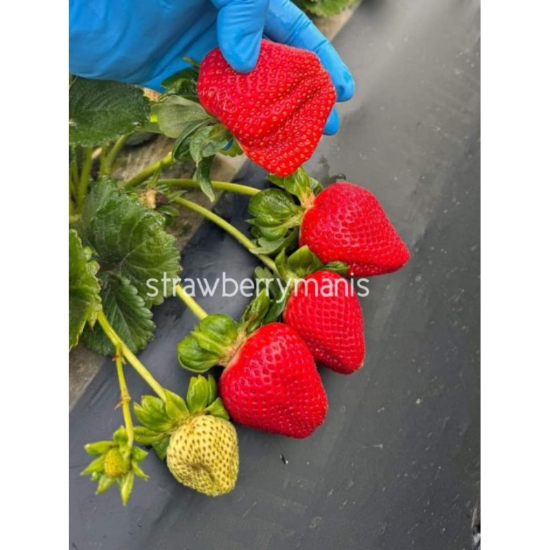 bibit strawberry ichan king