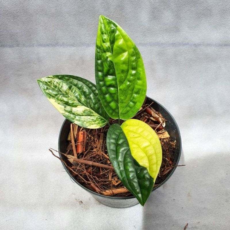 Tanaman Hias Sirih Badak Varigata Yellow