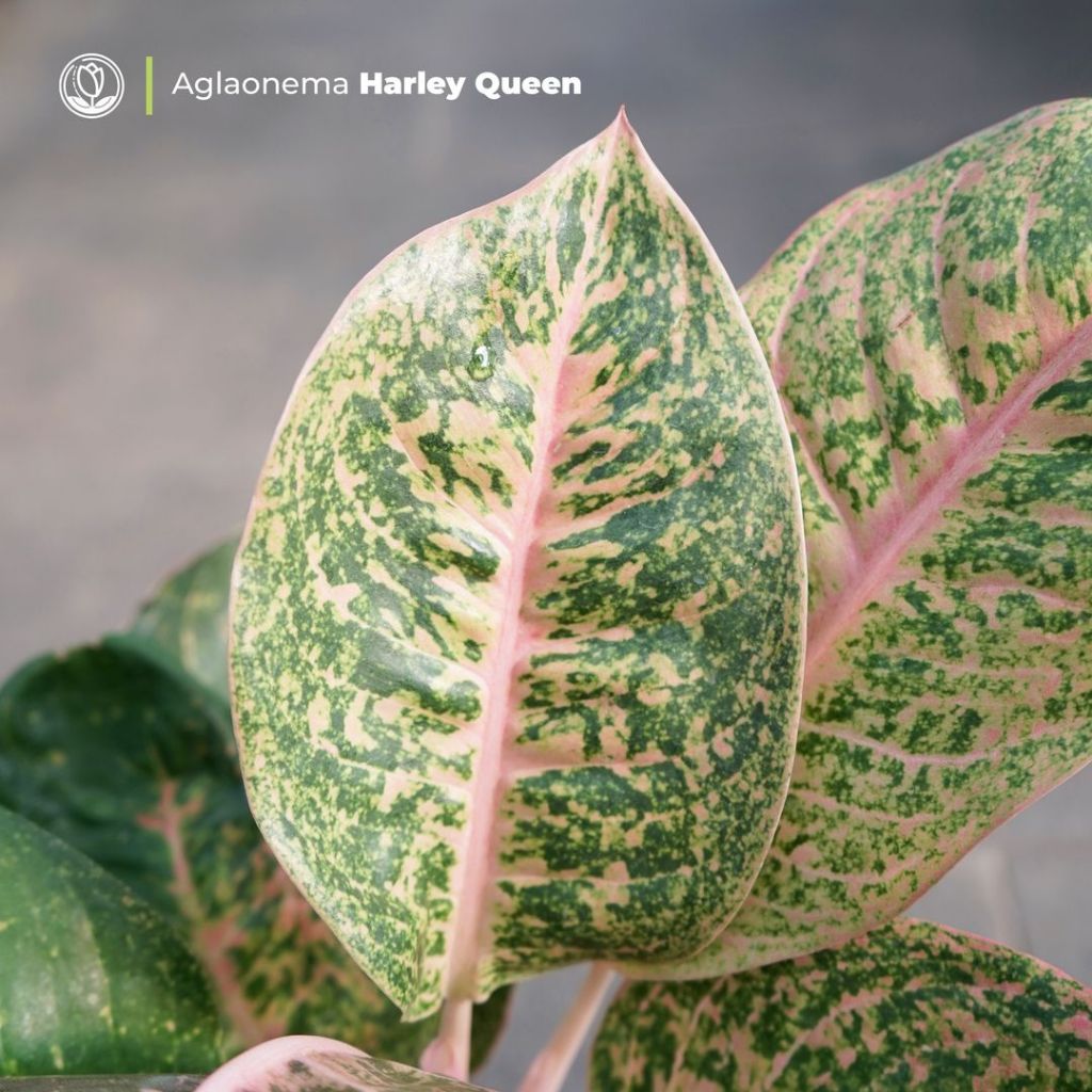 Aglonema Harley Queen