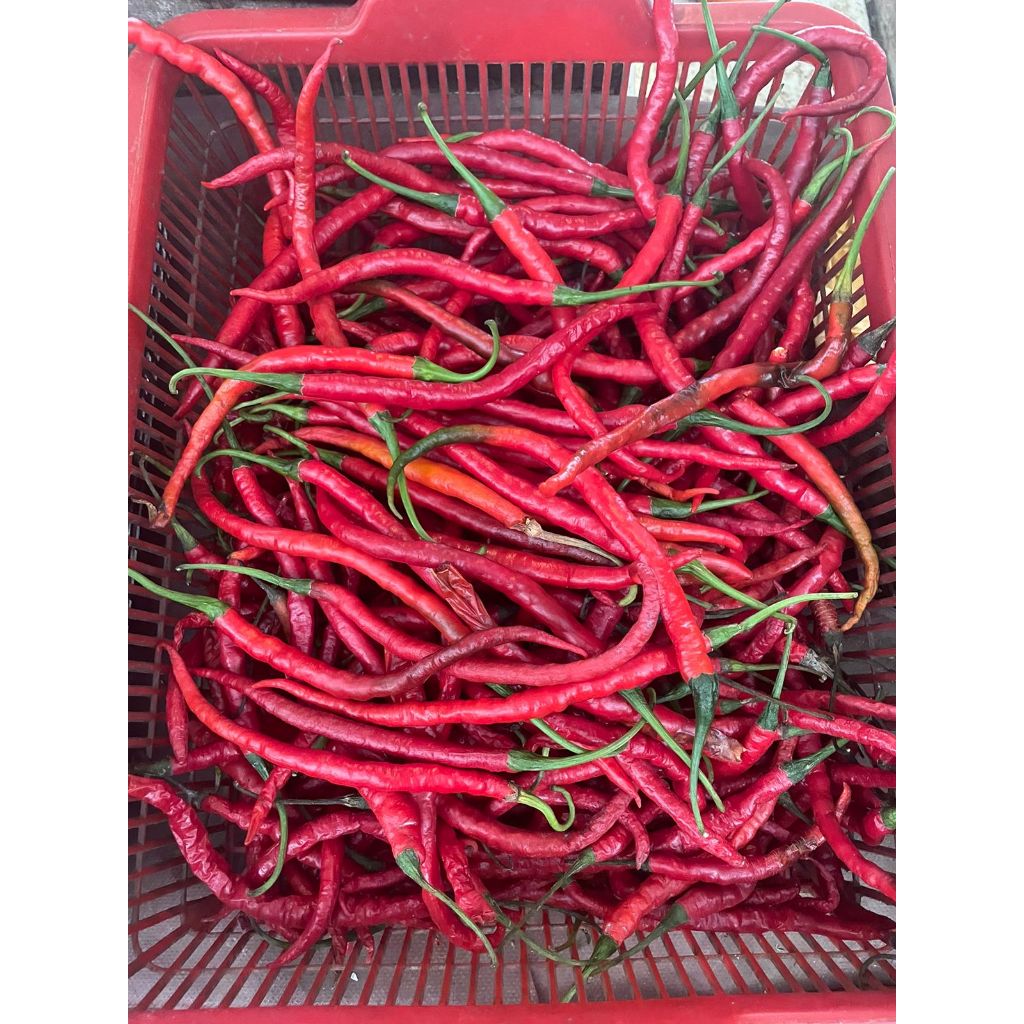 

CABE MERAH KERITING 100GRAM