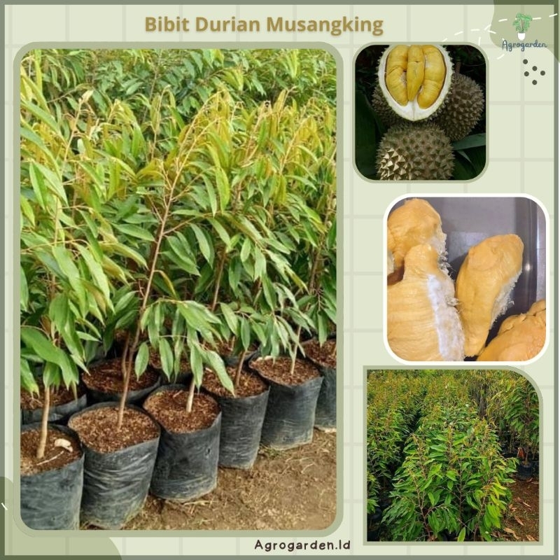 Bibit Durian Musangking Hasil Okulasi SIAP BUAH DAN BERBUNGA - BIBIT DURAIAN MUSANGKING - BIBIT DURI