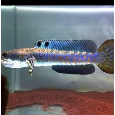 channa blue pulcra 12-13cm