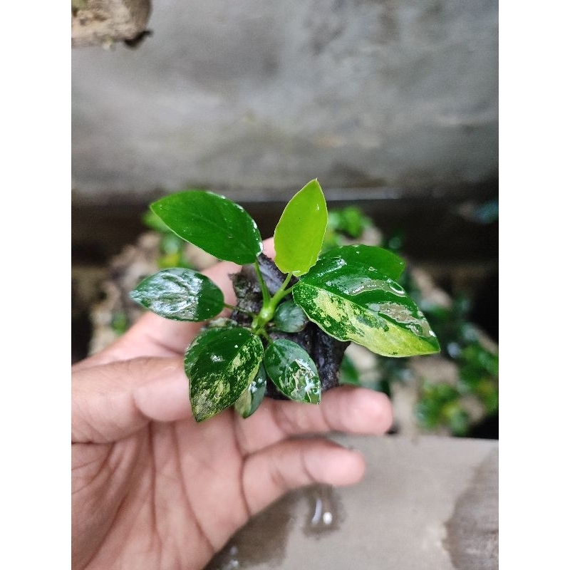 Anubias Pinto