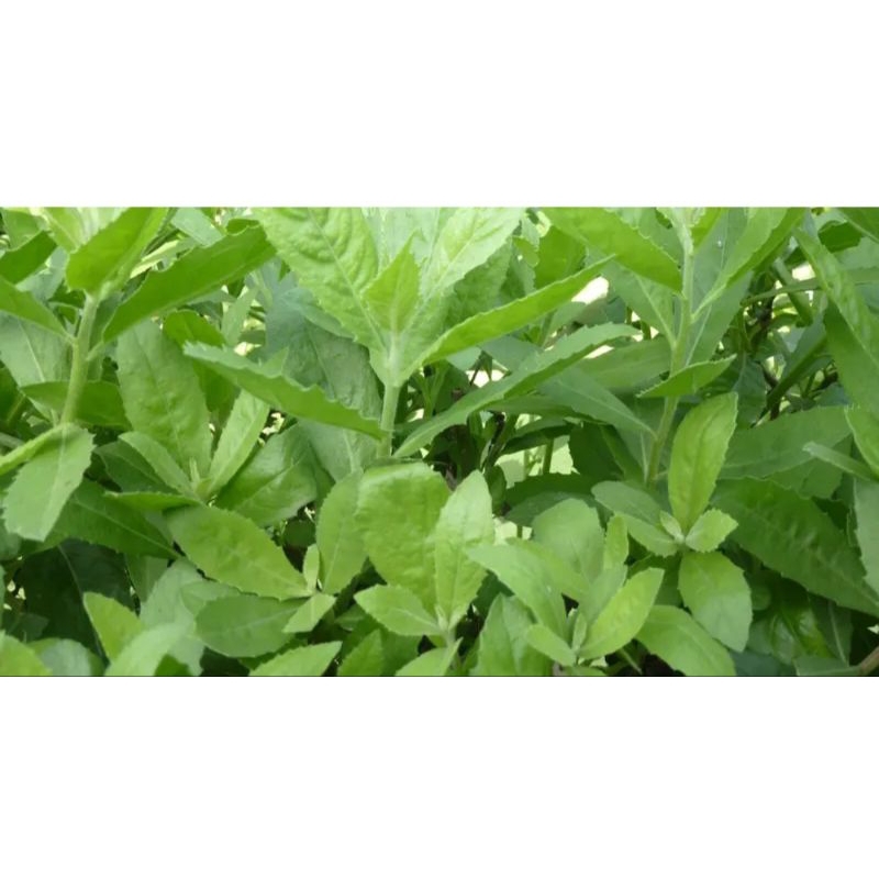 

DAUN BELUNTAS (1 pack) isi 50 biji
