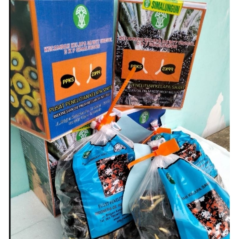 Benih Kecambah Polong Sawit DxP Simalungun