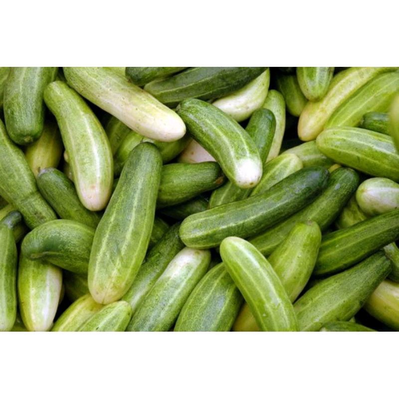 

Timun segar 500 gr / timun super segar